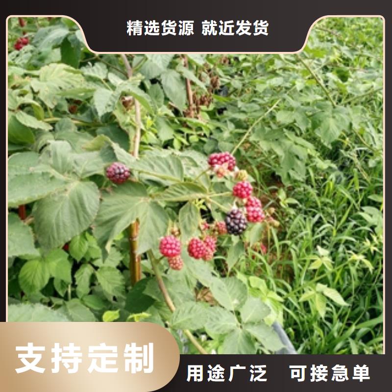 武威紫树莓苗形态特征