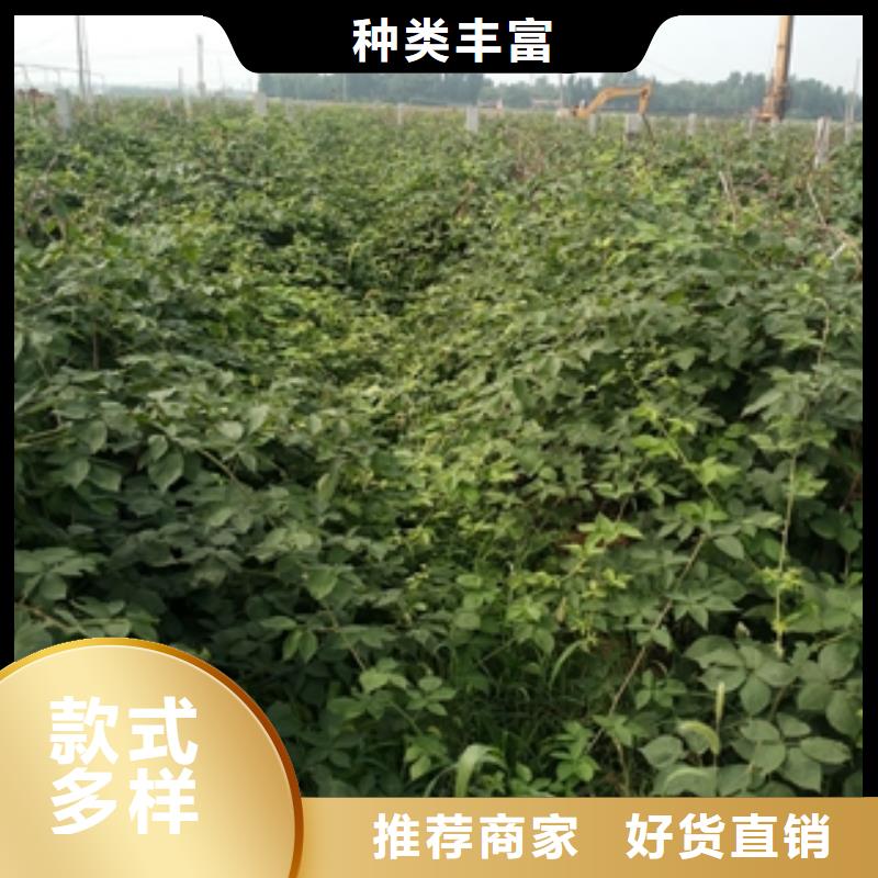 通化中林54号紫树莓苗栽培技术