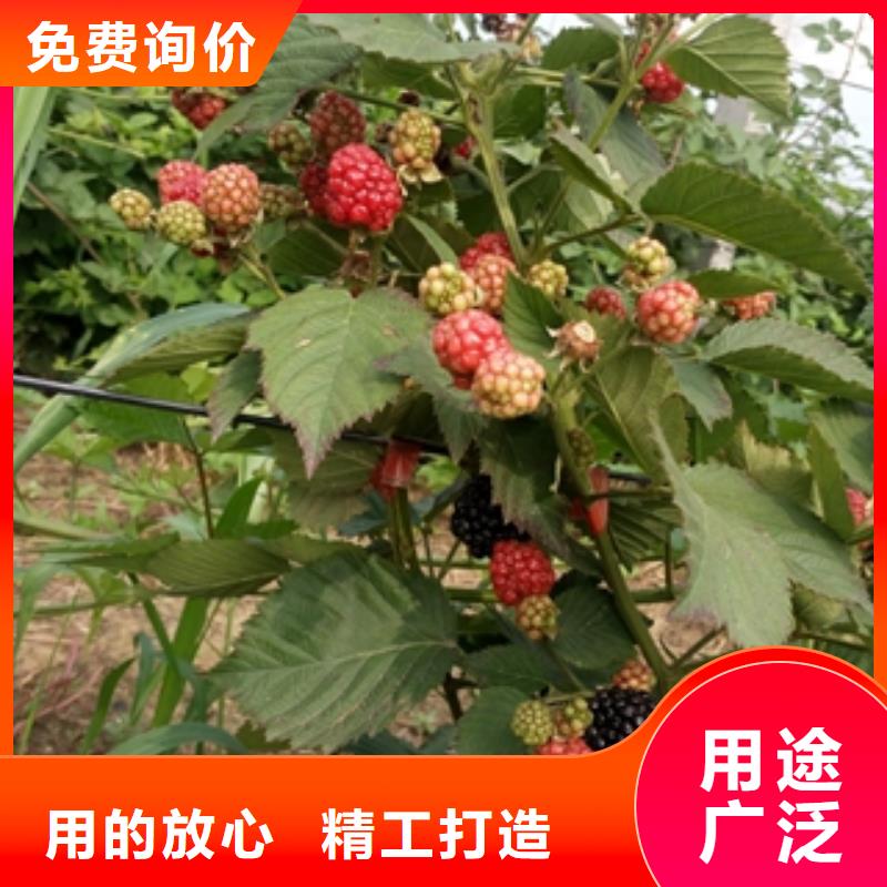 河南双季红树莓苗生长习性