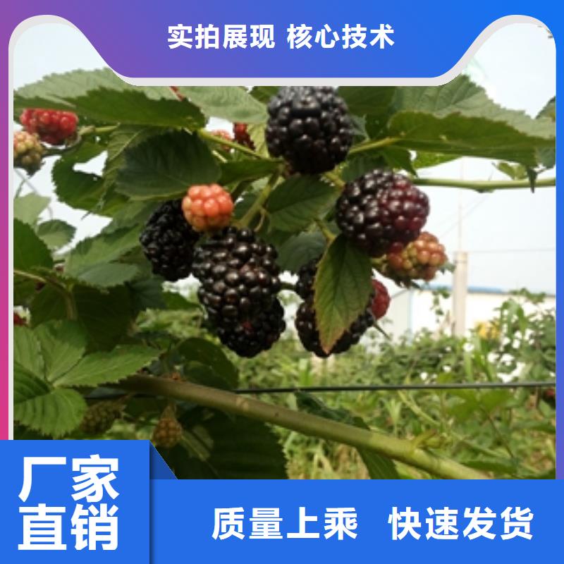 三冠王黑树莓苗种植基地本地货源