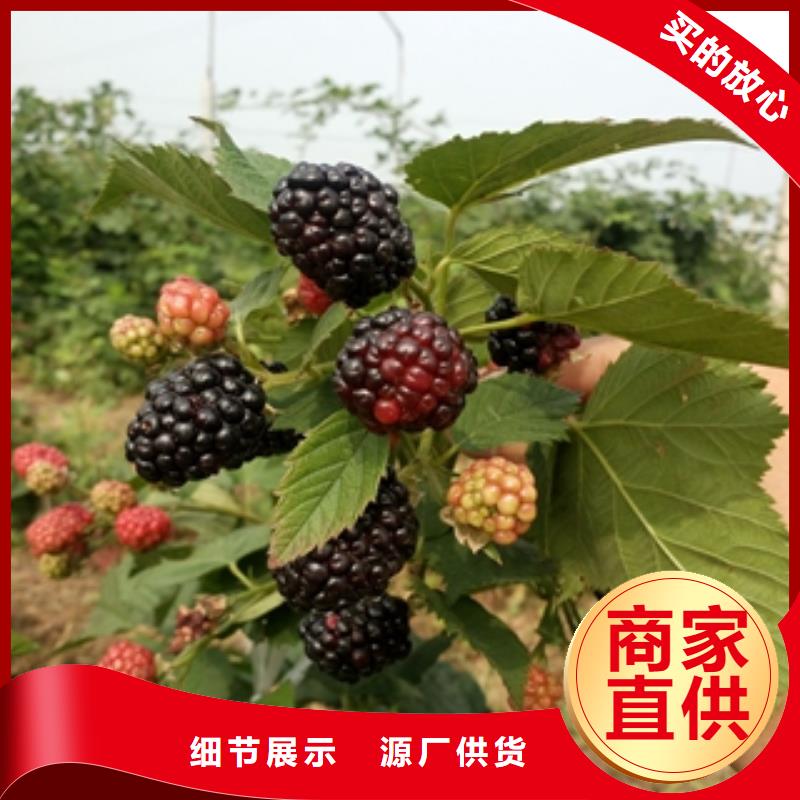 长治单季红树莓苗形态特征