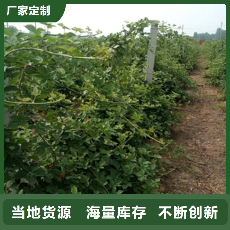 宜宾0.5-0.8公分树莓苗繁育方法