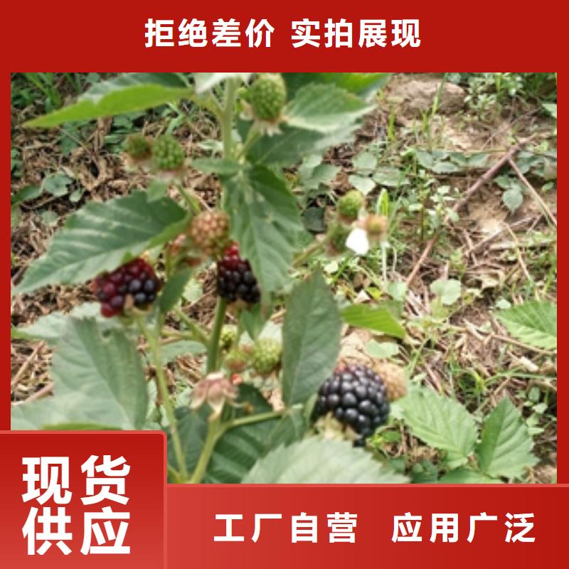 云浮1公分双季红树莓苗生长习性