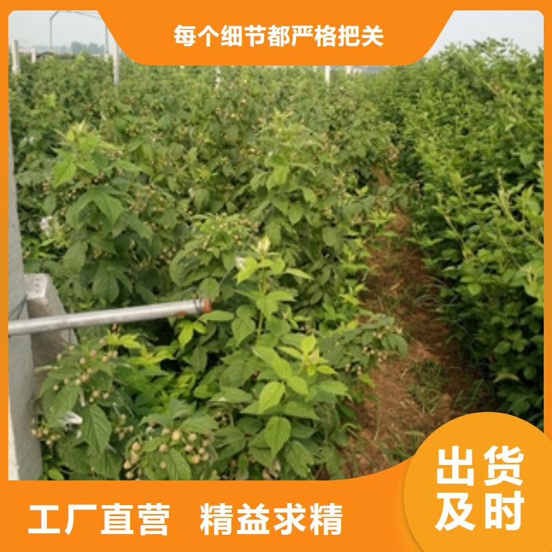 湛江黄树莓苗零售