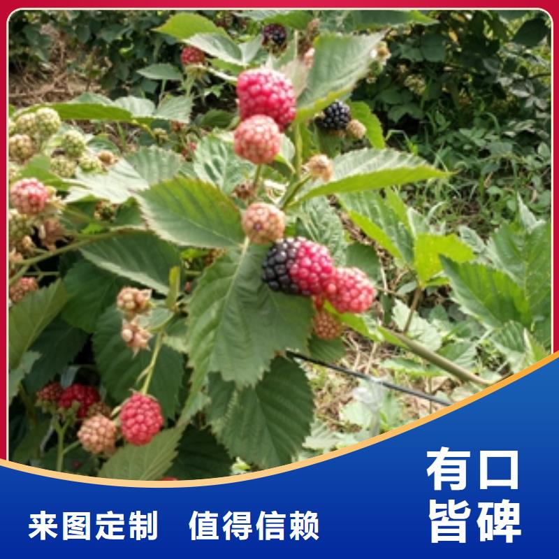 秋金黄树莓苗繁育方法实力见证