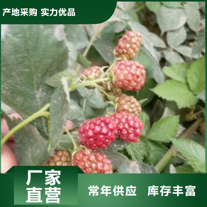 阜阳黑树莓苗生长习性