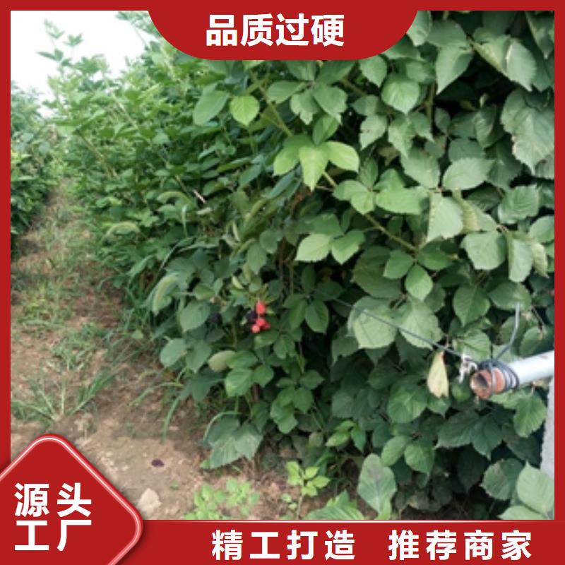 三冠王黑树莓苗栽培技术专注产品质量与服务