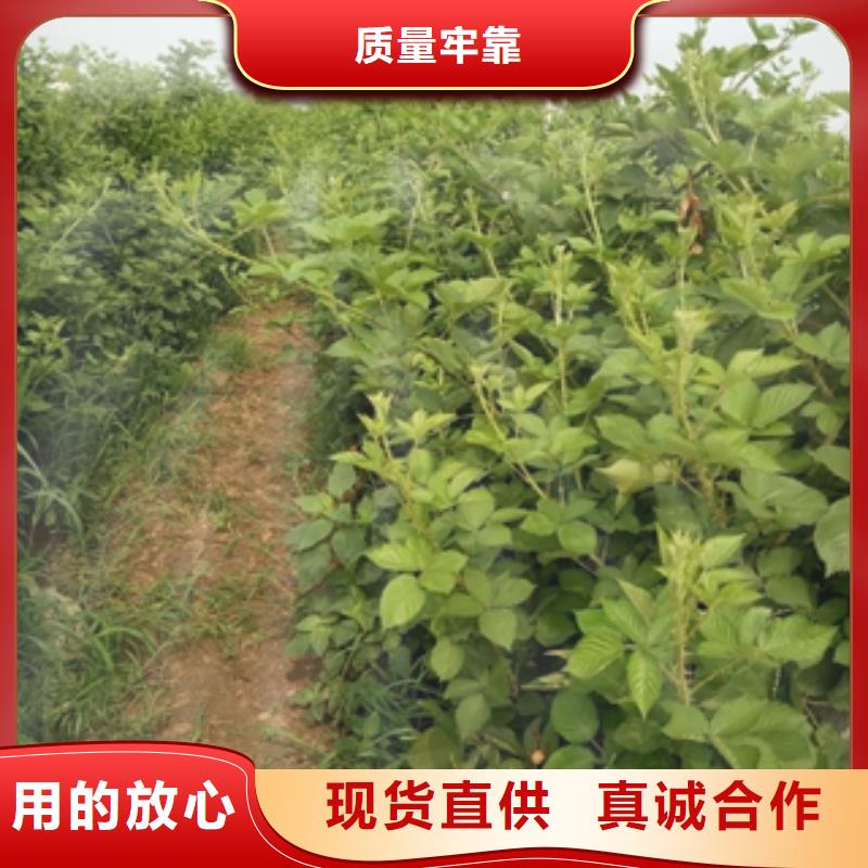 0.5-0.8公分树莓苗价格品质有保障