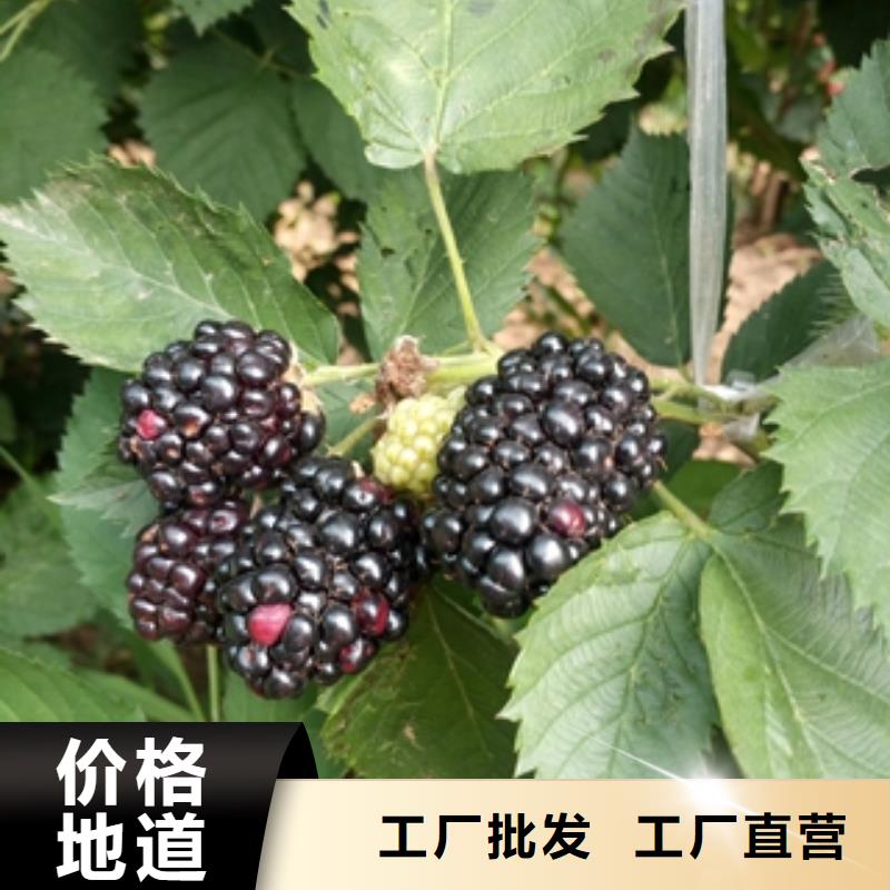 黄石单季红树莓苗生长习性