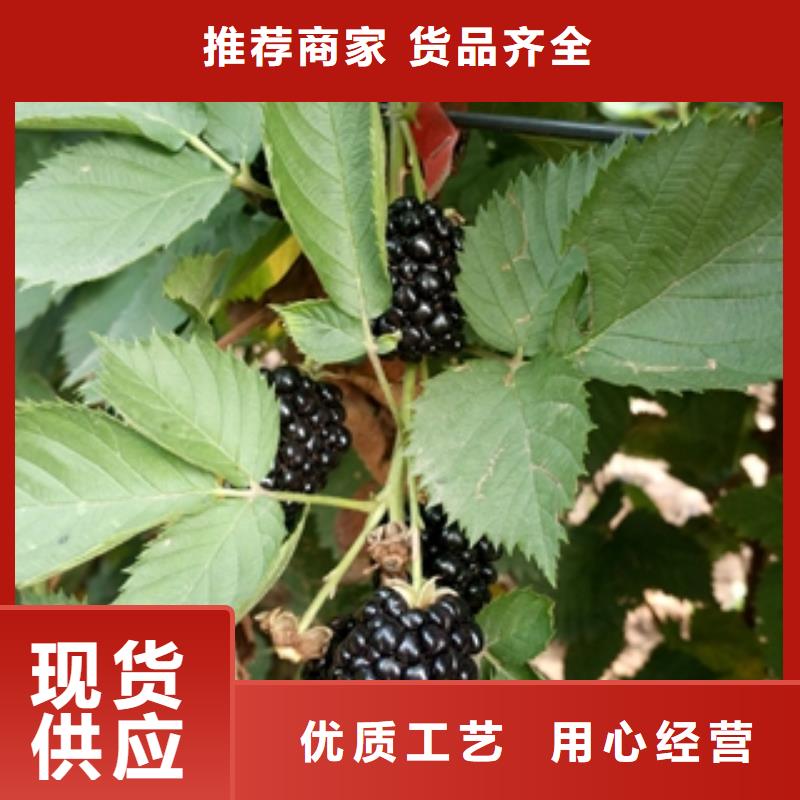 黑树莓苗生长习性工厂直销