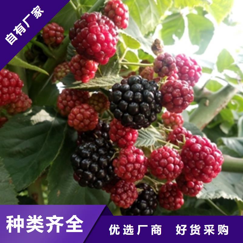 黔西南双季红树莓苗形态特征