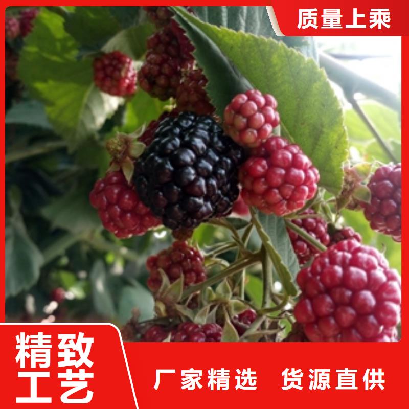 湛江黄树莓苗批发