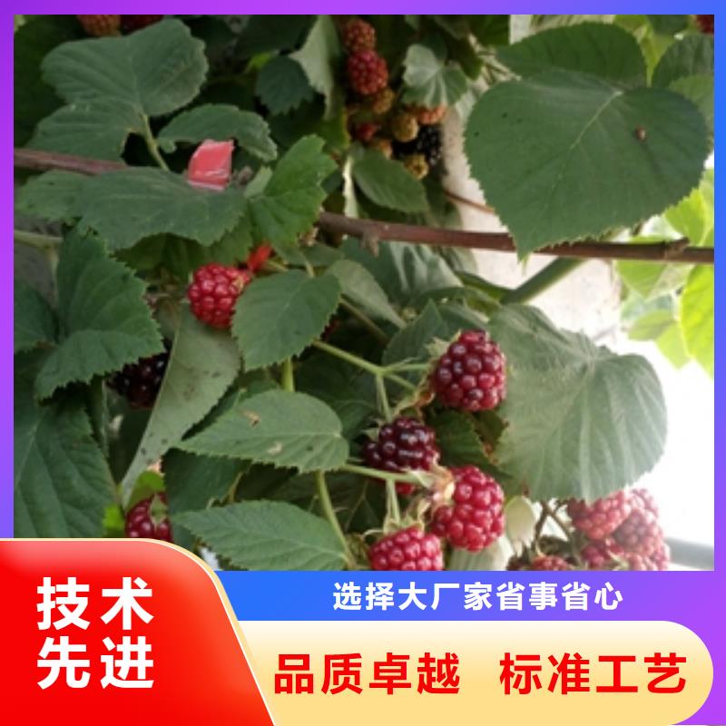 1公分树莓苗形态特征细节决定品质