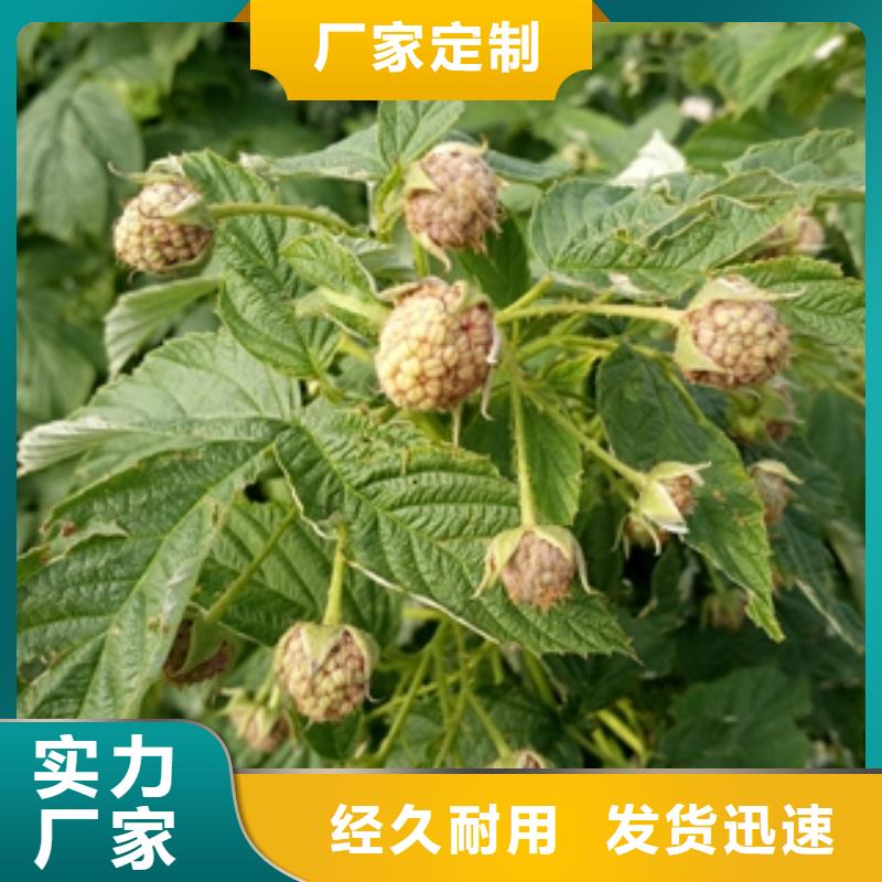 滨州三冠王黑树莓苗生长习性