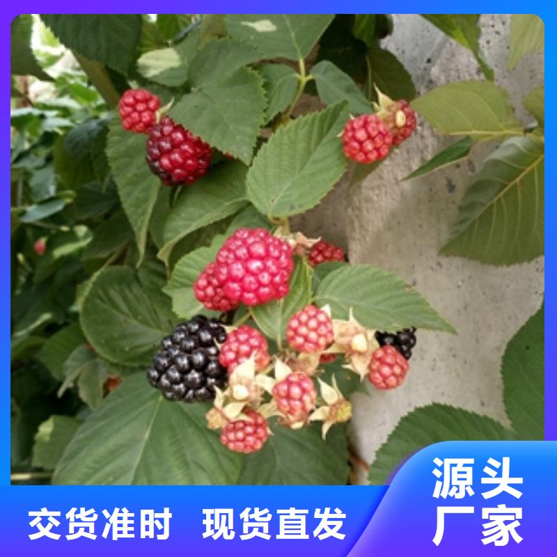 澳洲红红树莓苗栽培技术种类丰富