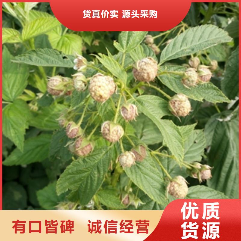 秋金黄树莓苗种植基地保障产品质量