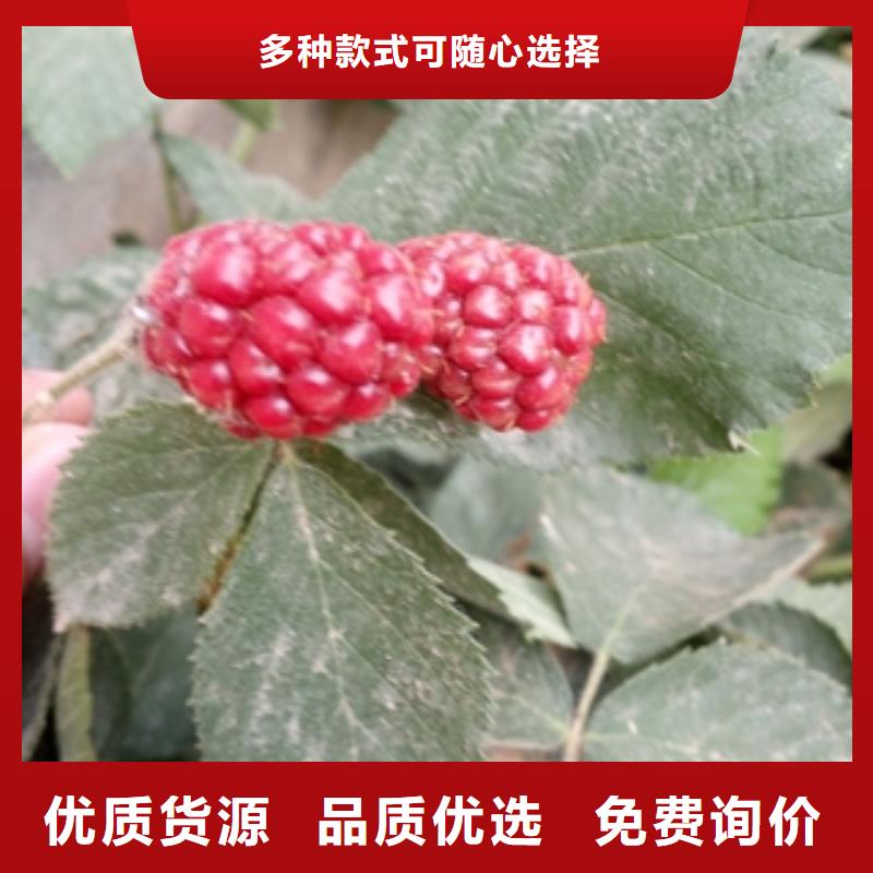 山东秋金黄树莓苗栽培技术