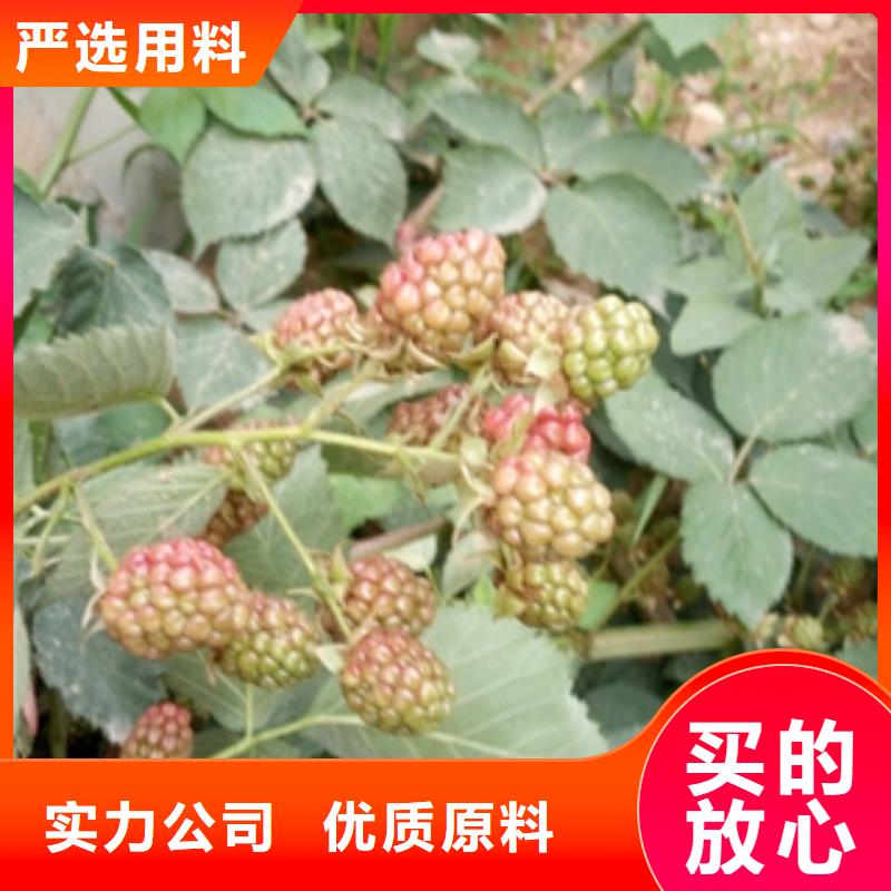 秦皇岛丰满红双季红树莓苗栽培技术