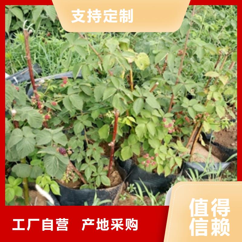 陕西单季红树莓苗批发