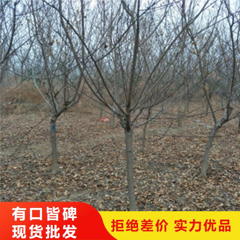 桃树【蓝莓苗】支持非标定制本地制造商