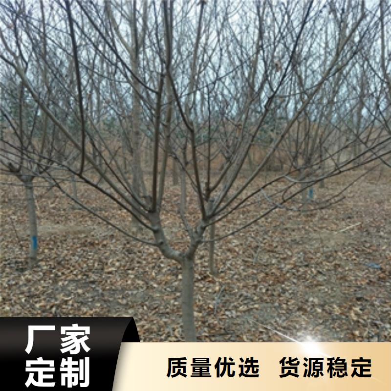 【桃树】-泰山景松造型景松源头厂商当地制造商