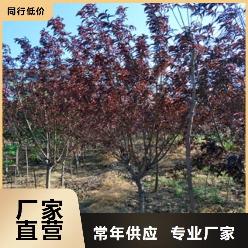 桃树,泰山景松造型景松高品质现货销售同城生产厂家