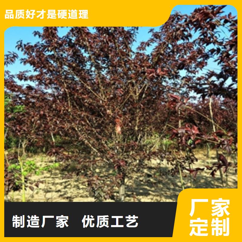 桃树-泰山景松造型景松质量优价格低拒绝中间商