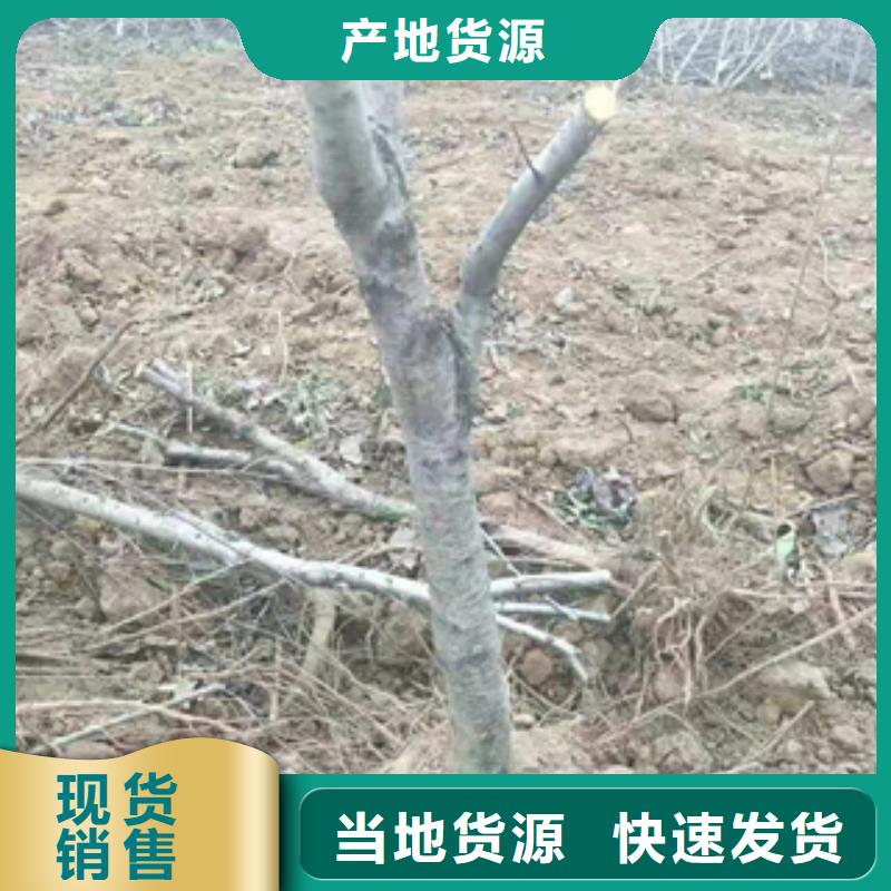 山东桃树占地果树专业生产N年