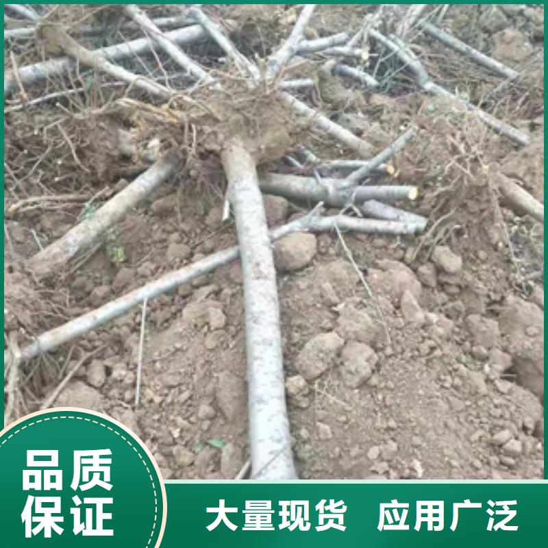 台湾桃树,泰山景松 造型景松品质保障售后无忧