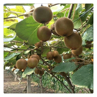 银川黄金果猕猴桃苗种植基地