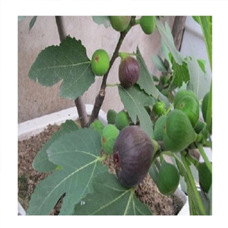 乌鲁木齐紫果无花果苗种植技术