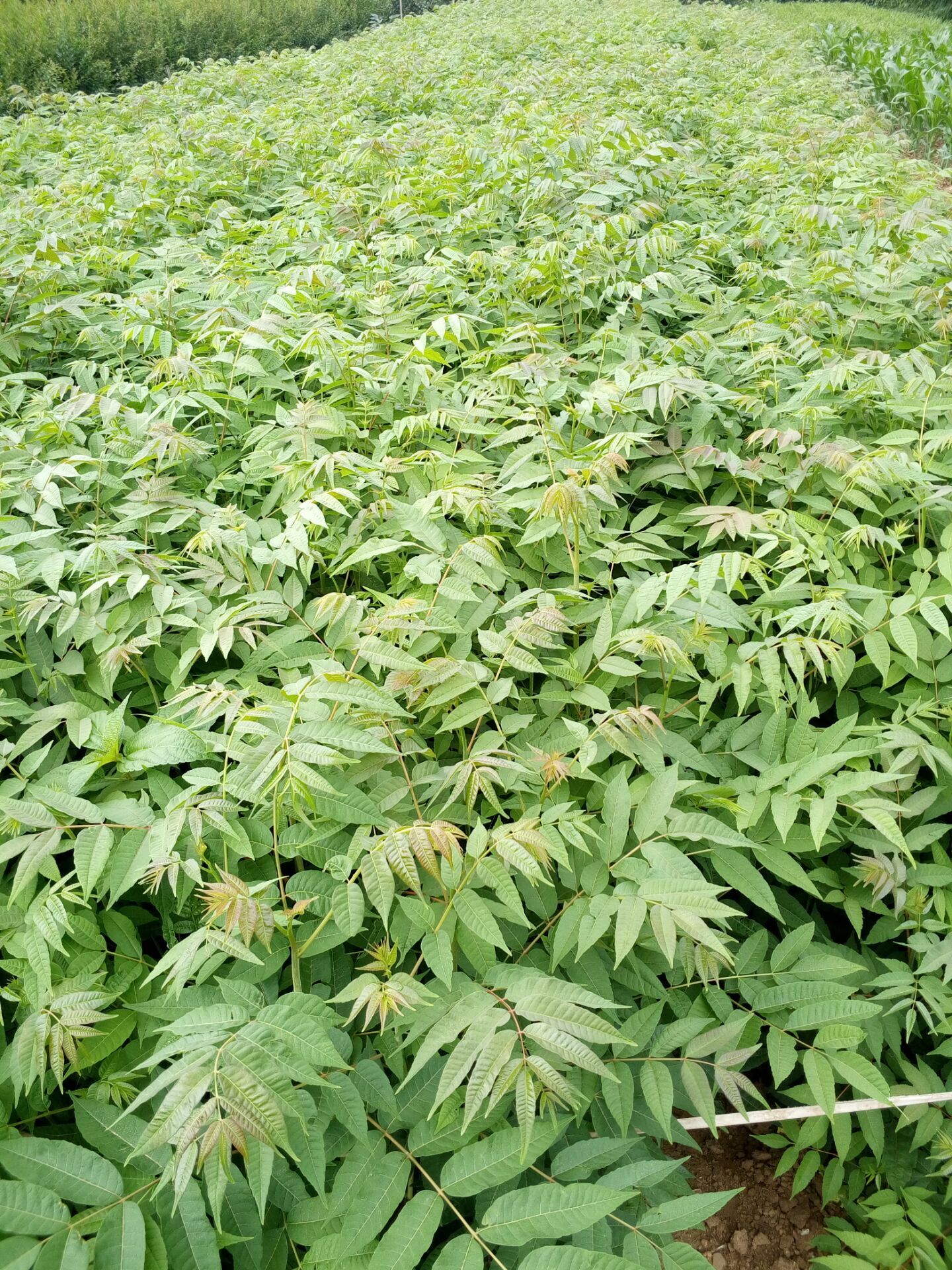 泰州0.5公分香椿苗种植基地