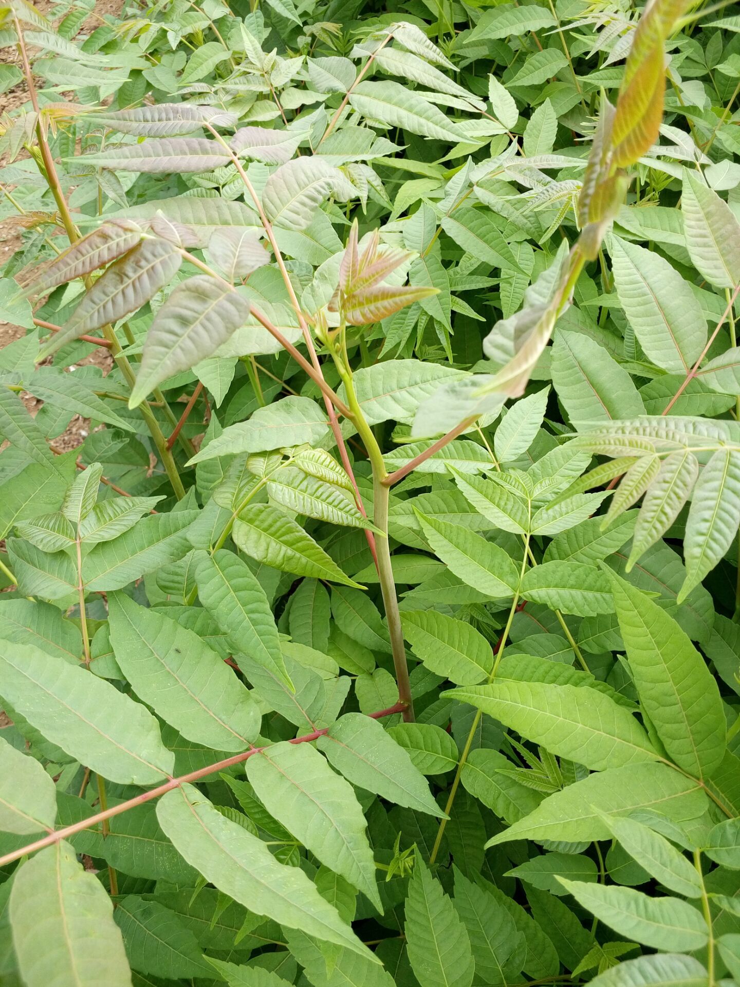 泰州1米高香椿苗种植基地