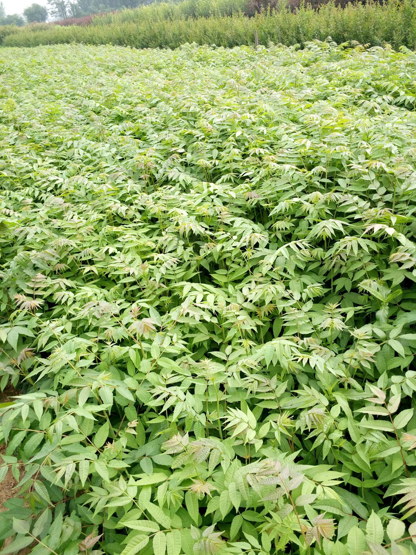 九江大棚矮化香椿苗种植基地