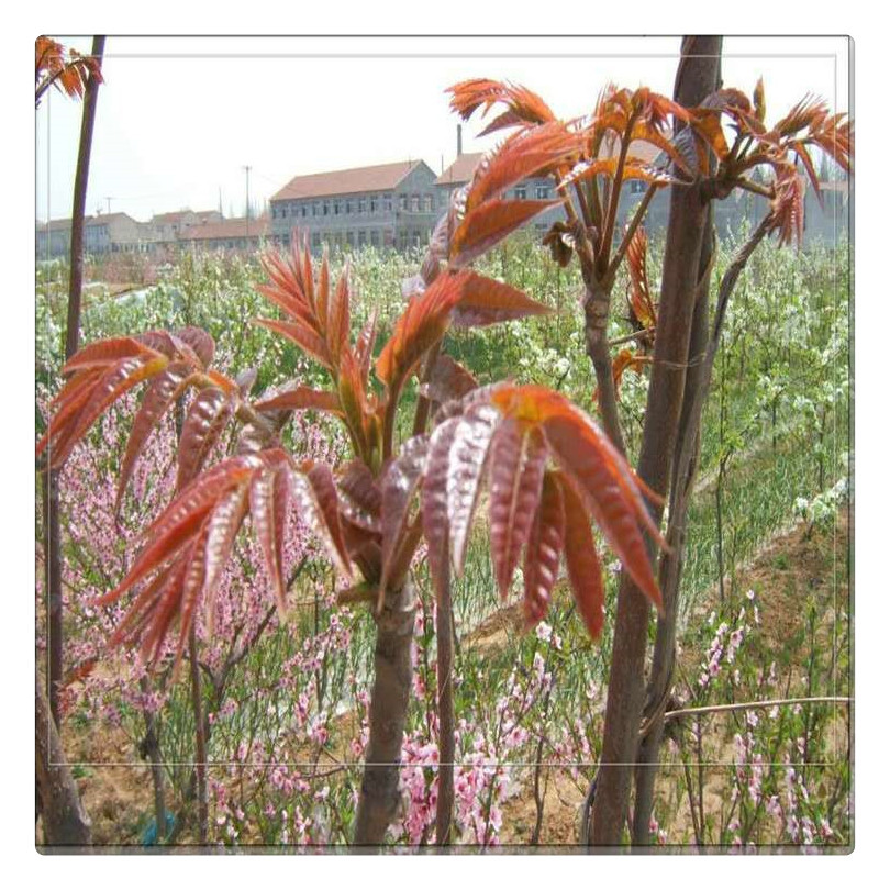 贺州1公分香椿苗种植基地