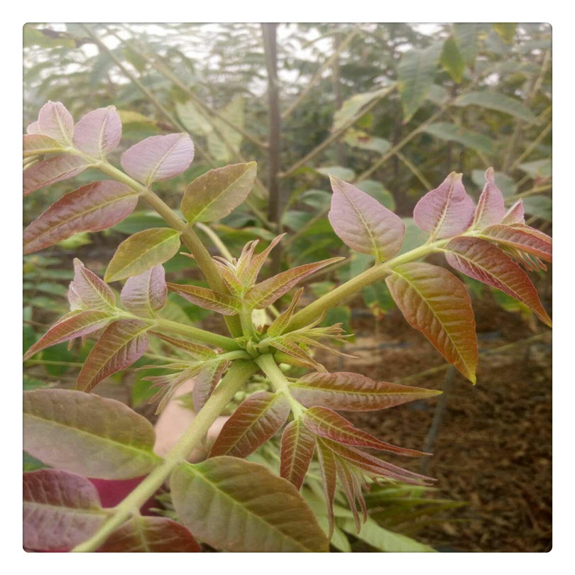 枣庄红油香椿苗种植基地