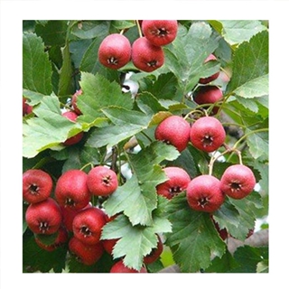 甜红籽山楂树种植基地拥有多家成功案例