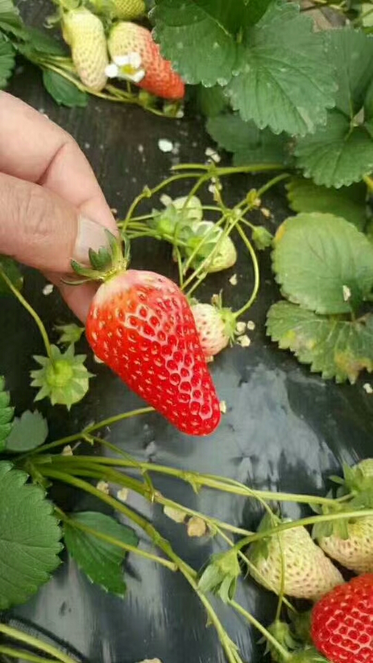 红颜草莓苗买苗找泰安正家园艺场同城制造商
