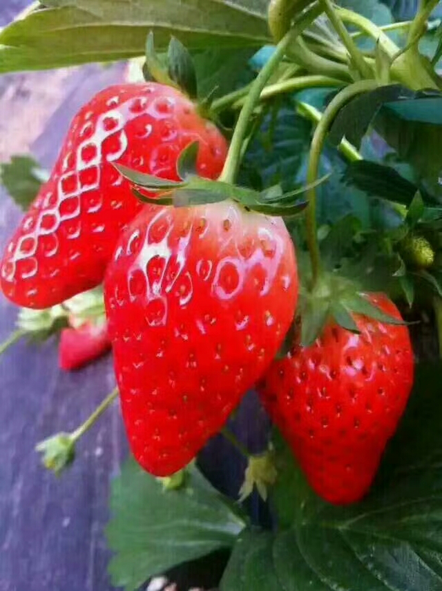 甜查理草莓苗多少钱一株本地生产厂家