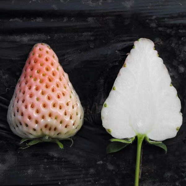 丰香草莓苗价格美丽延边
