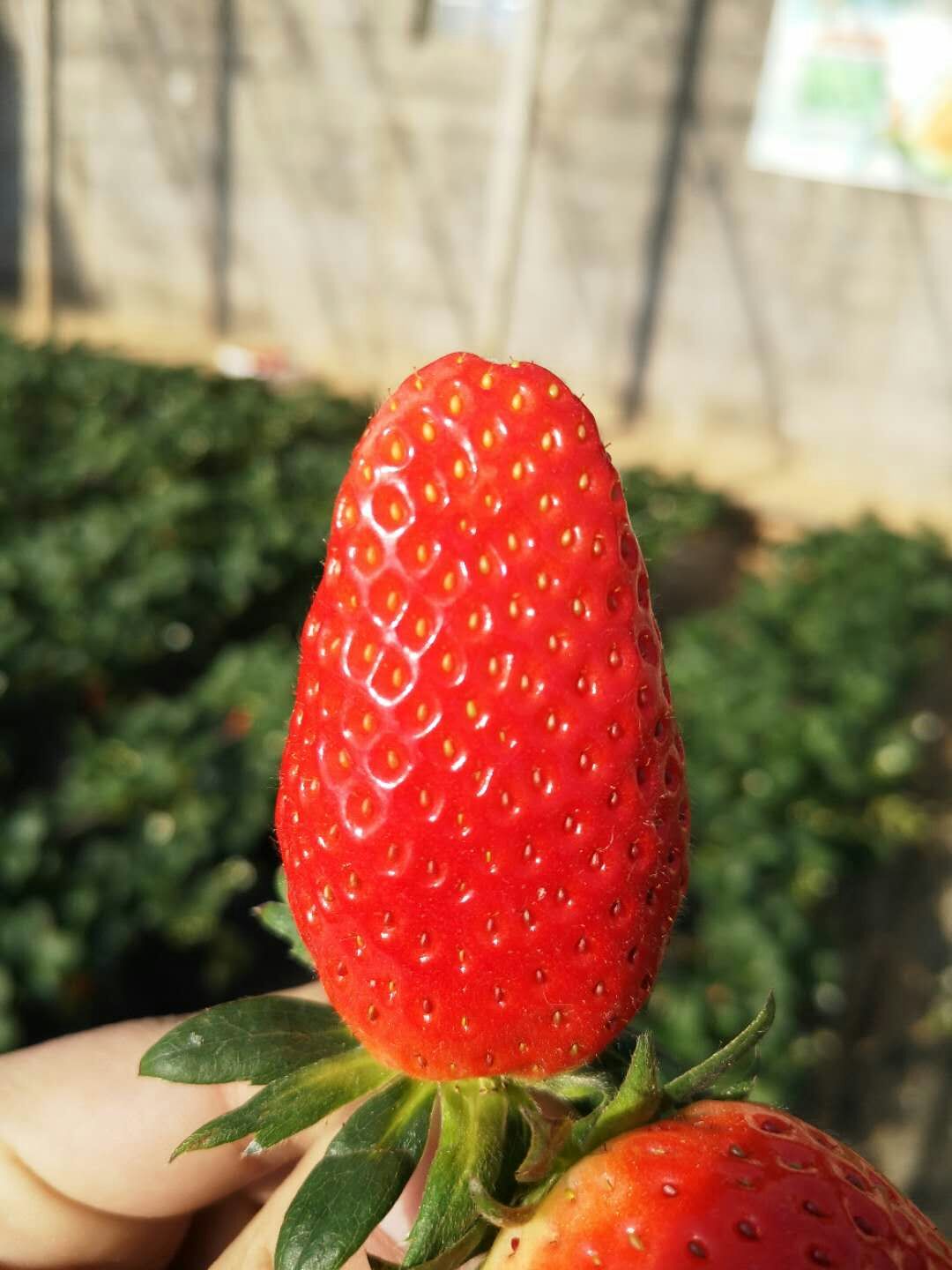 奶油草莓苗品质齐全晋中
