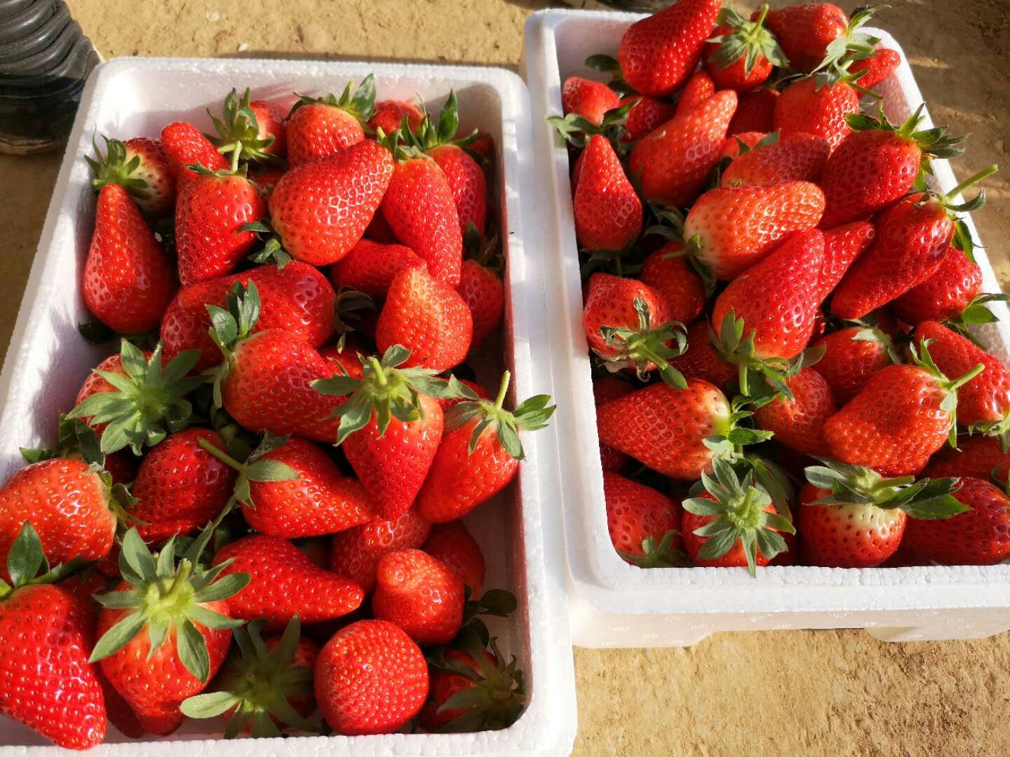 甜查理草莓苗品种多样附近制造商