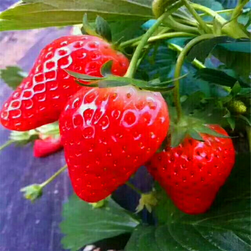 红颜草莓苗质优价廉当地生产厂家