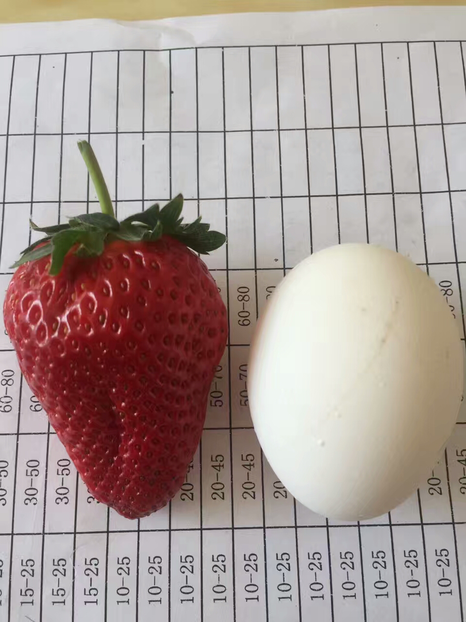 奶油草莓苗价格美丽当地生产厂家