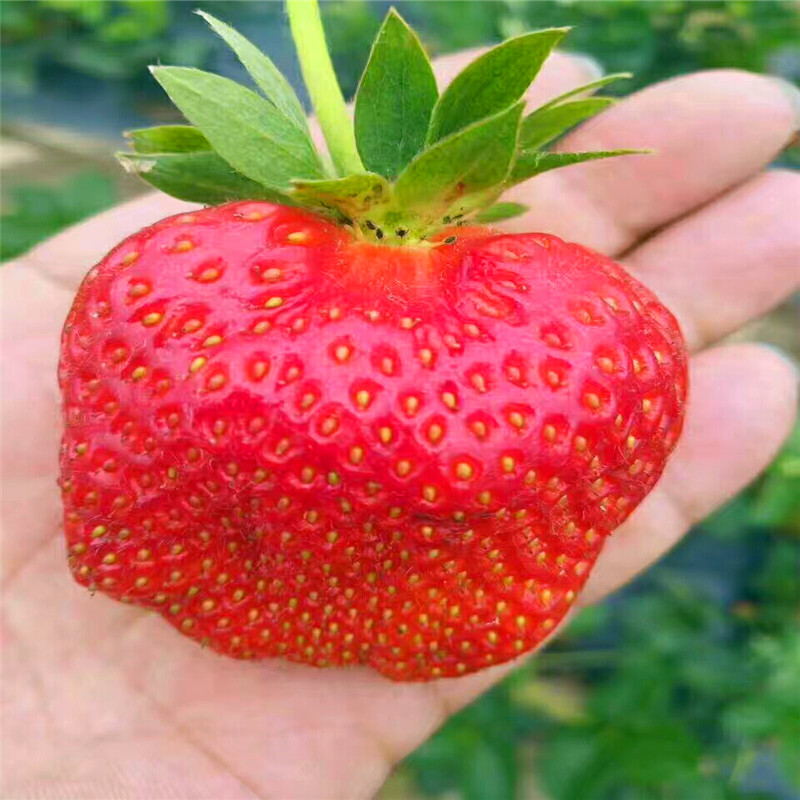 妙香7号草莓苗多少钱一棵好产品放心购