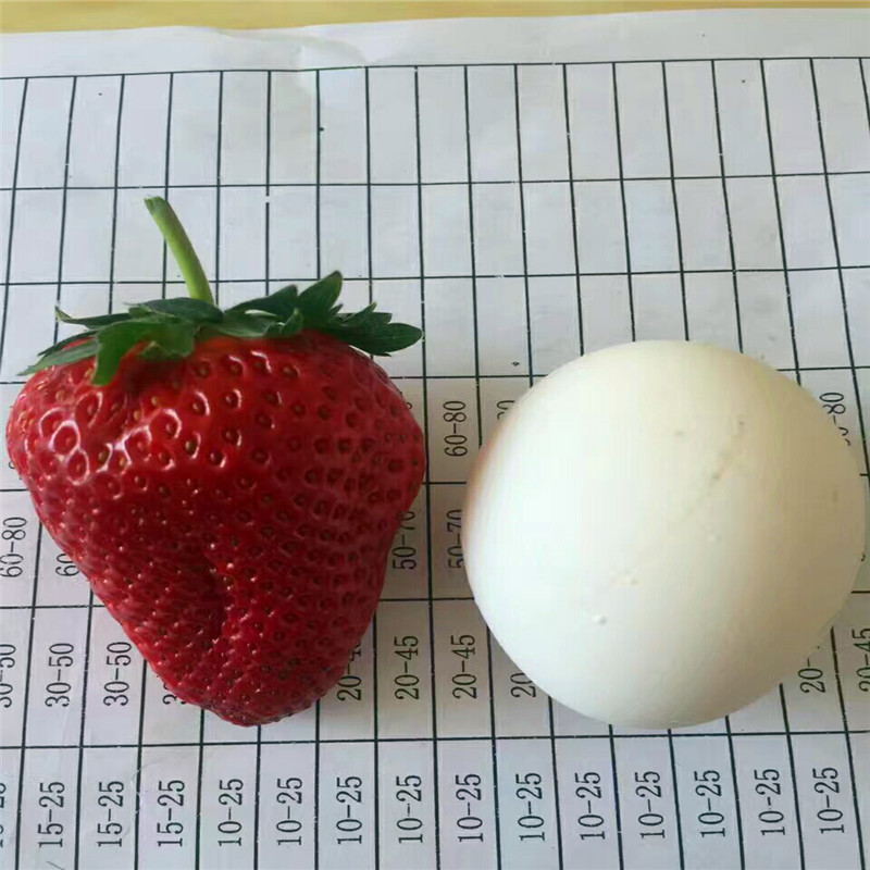 章姬草莓苗培养基地林芝
