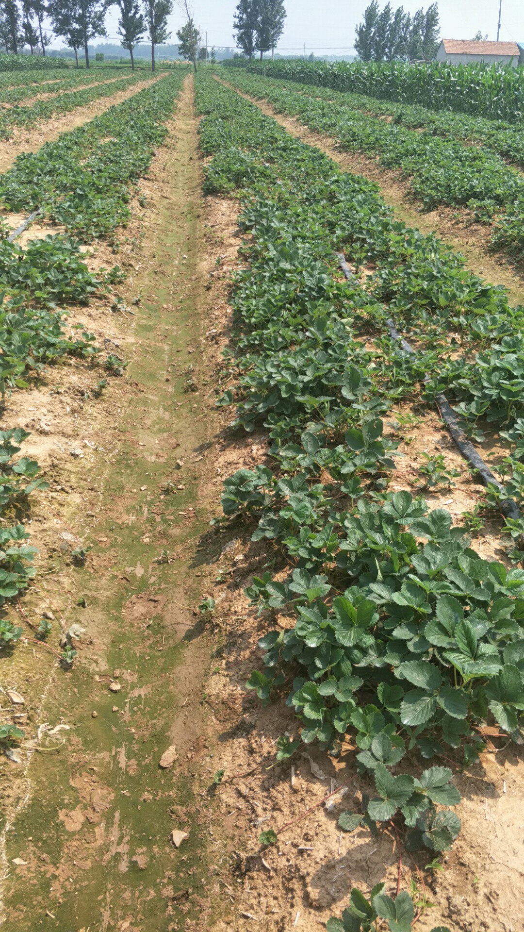 甜查理草莓苗培养基地现货满足大量采购