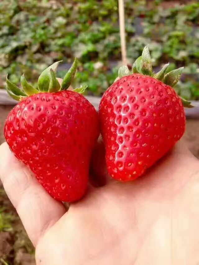 奶油草莓苗规格齐全延边