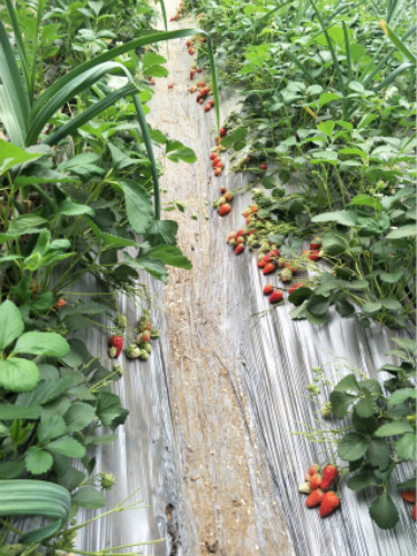 甜查理草莓苗种植基地批发供应
