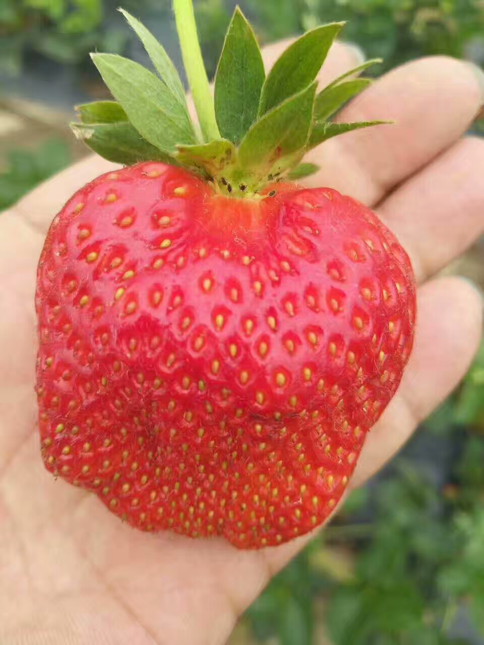 徐州红颜草莓苗种植基地